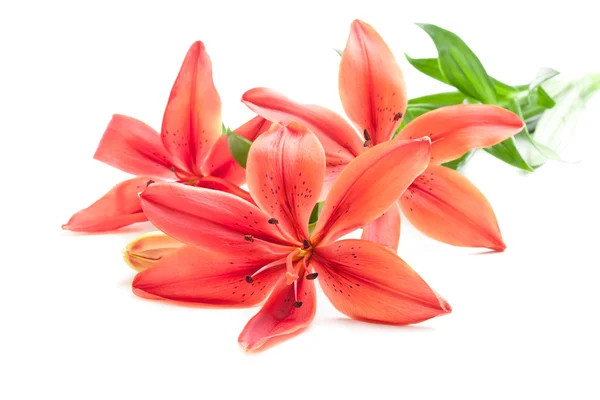 Beautiful fresh pink / red lily flowers, isolated on white — стоковое фото