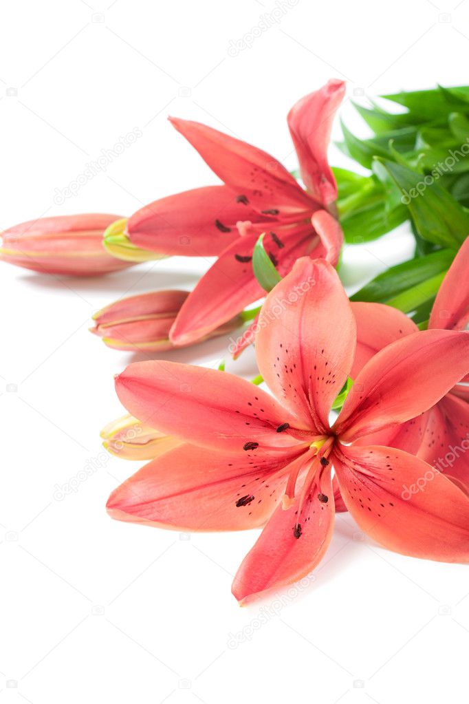 Beautiful fresh pink/red lily flowers, isolated on white