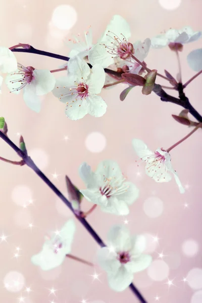 Sakura-Blüten über rosa verschwommenem Hintergrund — Stockfoto