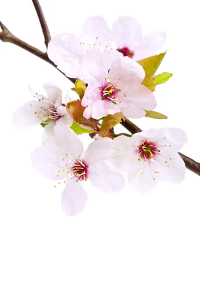 Flor de cerezo rosa (flores de sakura), aislada en blanco —  Fotos de Stock