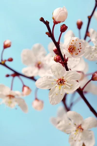 Kwiat wiśni (sakura kwiaty), na białym tle na niebiesko, strzał zbliżenie — Zdjęcie stockowe