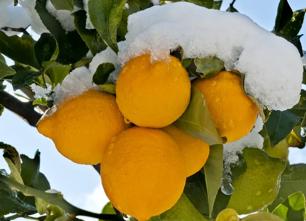 stock image Lemon three under the snow