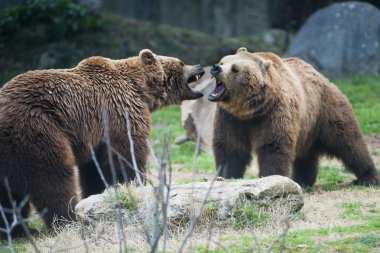 kahverengi ayılar mücadele