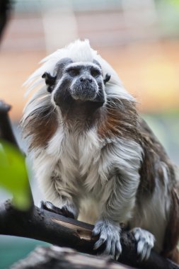 Cotton-top tamarin clipart