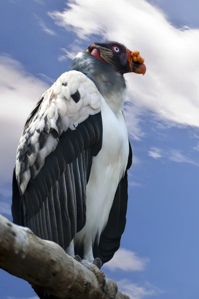 King Vulture - Sarcoramphus papa — Stock Photo, Image