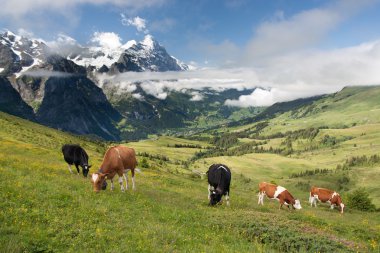 Cows in Alps, Switzerland clipart