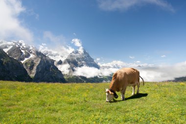 Grazing cow in Alps clipart