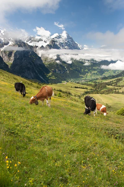 Koeien in de Alpen, Zwitserland — Stockfoto