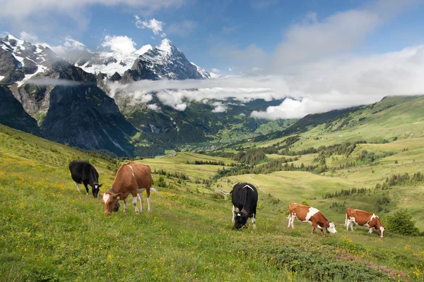 Vacas em Alpes, Suíça — Fotografia de Stock
