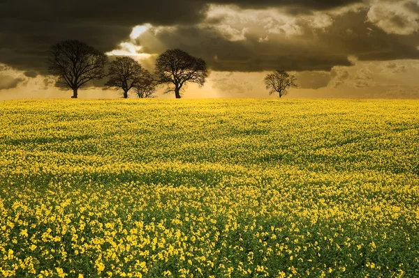 Campo de colza paisagem rural ao pôr do sol com céu dramático — Fotografia de Stock