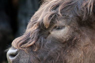 Yayla sığır ırkı inek