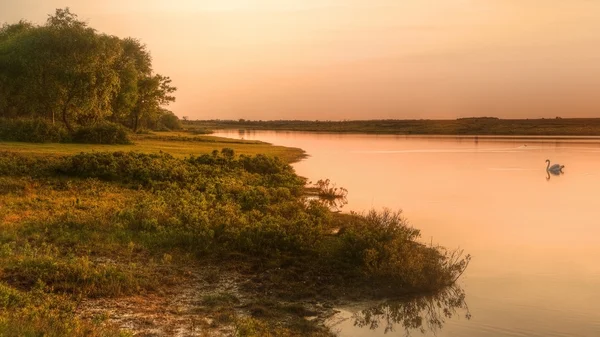 Coucher de soleil doré sur un lac calme avec cygne — Photo