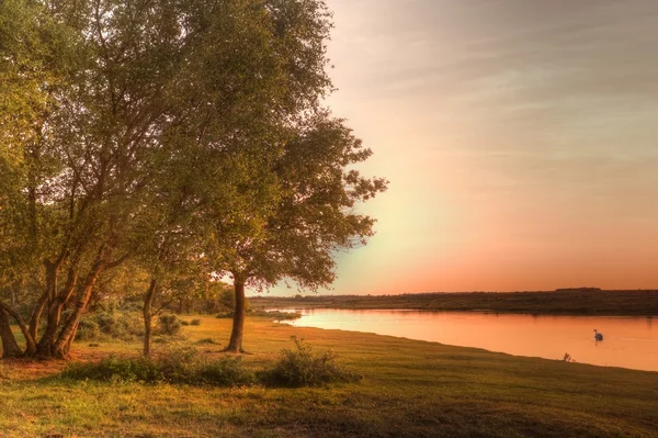 Gouden zonsondergang over kalm meer met zwaan — Stockfoto
