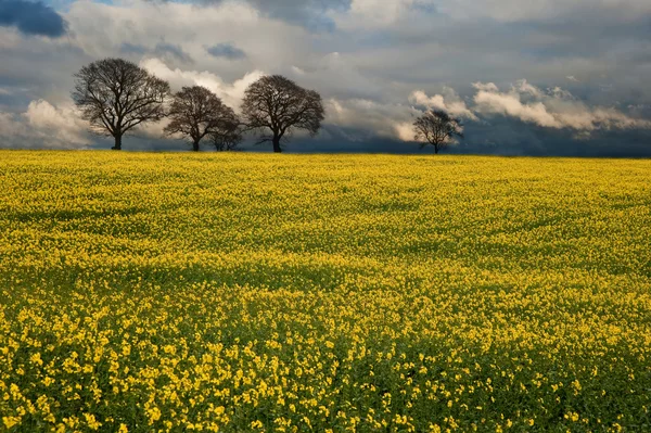 Rapeseed field contryside landscape at sunset with dramatic sky — Stock Photo, Image