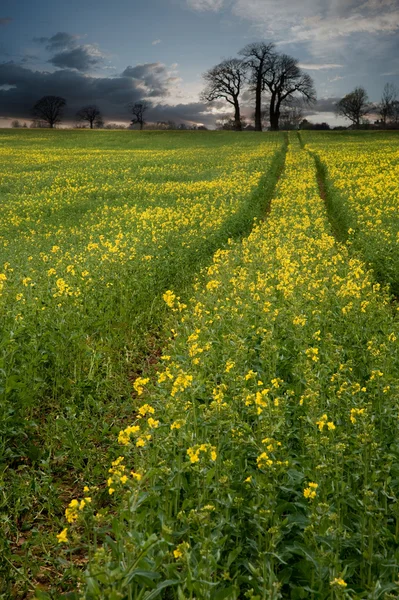 Stock image Rapeseed field contryside landscape at sunset with dramatic sky