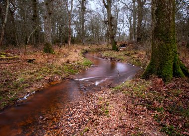 Stream flowing through vibrant Winter Autumn Fall forest landsca clipart