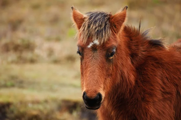 Close up portrait of wild pony in forest