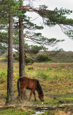 Wild pony at edge of stream on outskirts of forest in Winter Aut