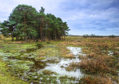 Winter landscape of flooded heathland clipart