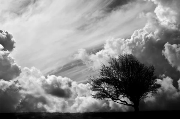 Monoch huysuz fırtınalı gökte çarpıcı karşı çıplak ağaca siluet — Stok fotoğraf