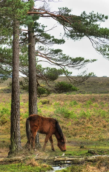 Pony selvaggio ai margini del torrente alla periferia della foresta in inverno Aut — Foto Stock