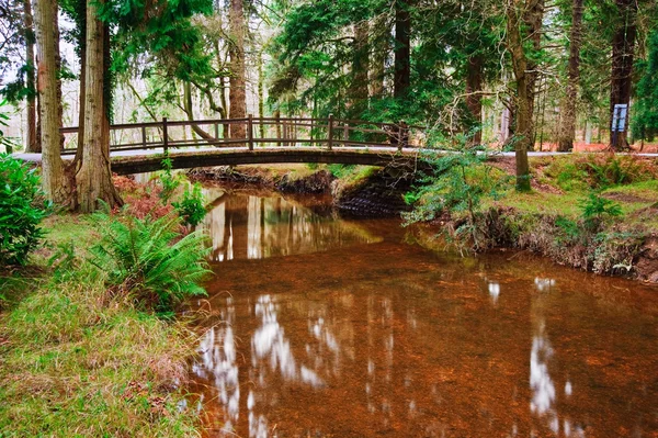 Міст над струмком у яскравій зимовій осінній лісовий пейзаж — стокове фото