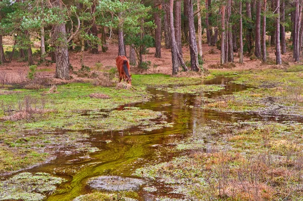 Wild pony on edge of forest and flooded swamp land in Winter