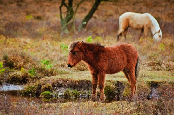 Vild ponny på kanta av ström på utkanten av skogen i vinter aut — Stockfoto