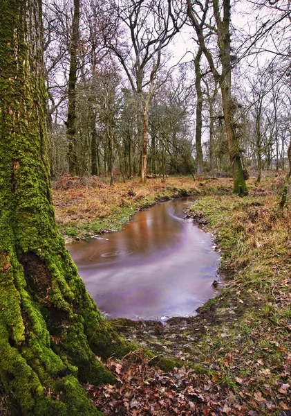 Поток течет через яркий зимний осенний лесной ландшафт — стоковое фото