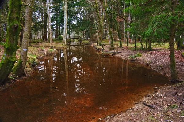 Stream stromen door middel van levendige winter herfst vallen bos landsca — Stockfoto