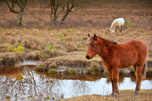 Pony salvaje al borde del arroyo en las afueras del bosque en Winter Aut —  Fotos de Stock