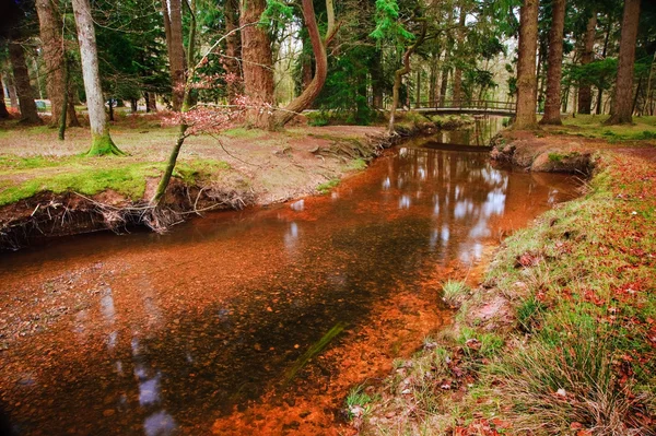 活気に満ちた冬紅葉森 landscap でストリームを介してブリッジします。 — ストック写真