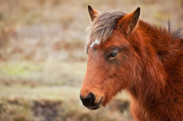 Close up portrait of wild pony in forest — Stok fotoğraf