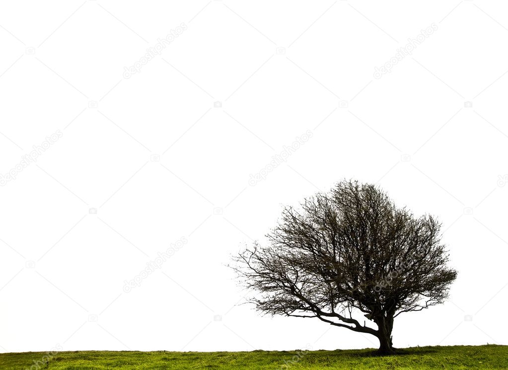 Bare Winter tree isolated on white