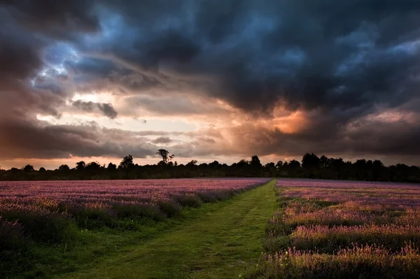 Vacker pulserande färgglada sommar solnedgång över lavendel fält — Stockfoto