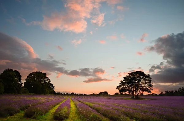 Krásné zářivé barevné léto sunest nad levandule pole — Stock fotografie