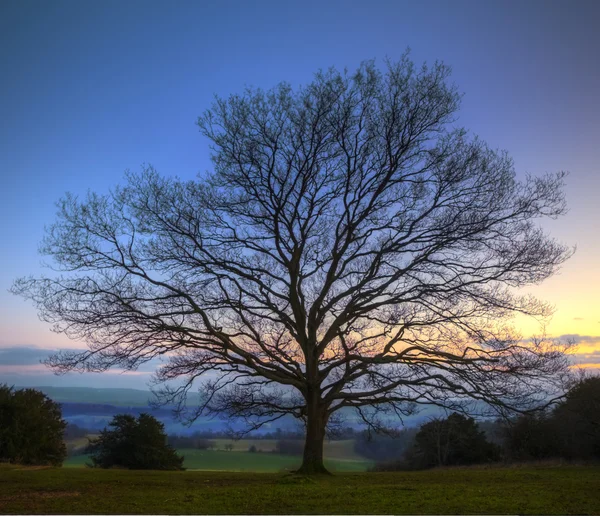 Kalt vinter träd mot pulserande sunset — Stockfoto