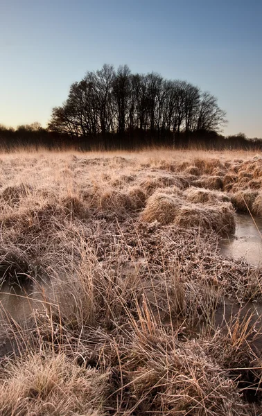 Schöne gefrorene Feld Winterlandschaft mit frostigem Gras — Stockfoto