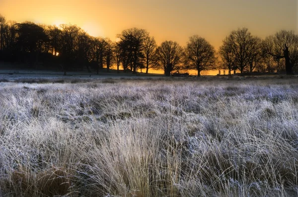 Ледяной зимний пейзаж по полю к яркому небу восхода солнца — стоковое фото