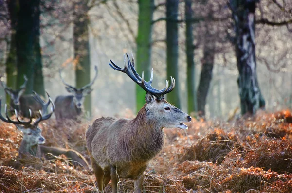 Red deer stag portrait in Autumn Fall Winter forest landscape — Stock Photo, Image