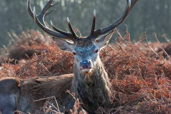 stock image Red deer stag portrait in Autumn Fall Winter forest landscape