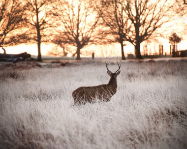 Red deer stag watches sunrise on frosty Winter morning clipart