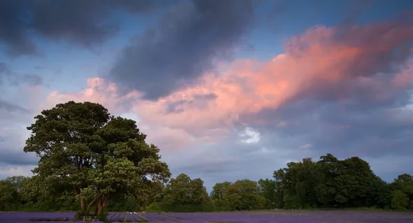Schöne lebendige bunte Sommersonne über Lavendelfeld — Stockfoto