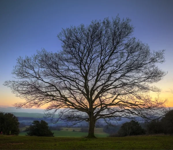 Singolo albero nudo inverno contro il tramonto vibrante — Foto Stock