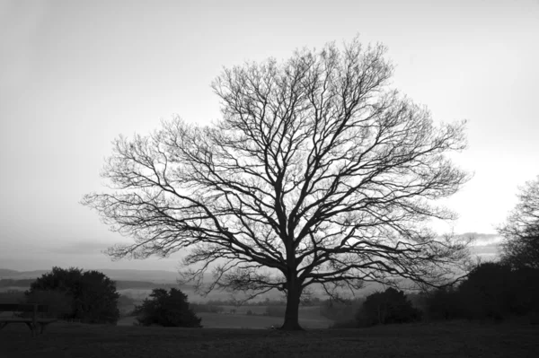 Único nu Árvore de inverno em preto e branco — Fotografia de Stock