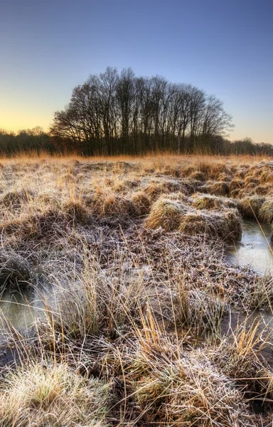 Beautiful frozen field Winter landscape with frosty grass — Stock Photo, Image