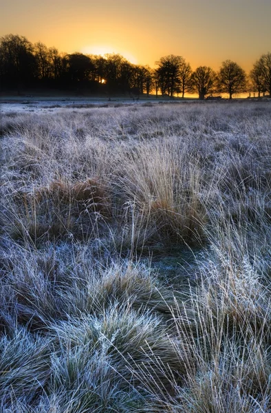Frosty Paisaje de invierno a través del campo hacia el cielo vibrante amanecer — Foto de Stock