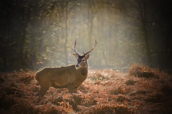 Red deer stag portrait in Autumn Fall Winter forest landscape — Stock Photo, Image