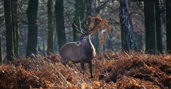 Ciervo rojo ciervo retrato en otoño Otoño Bosque de invierno paisaje — Foto de Stock