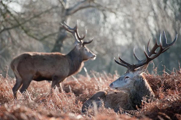 Red deer hert portret in de herfst winter boslandschap vallen — Stockfoto